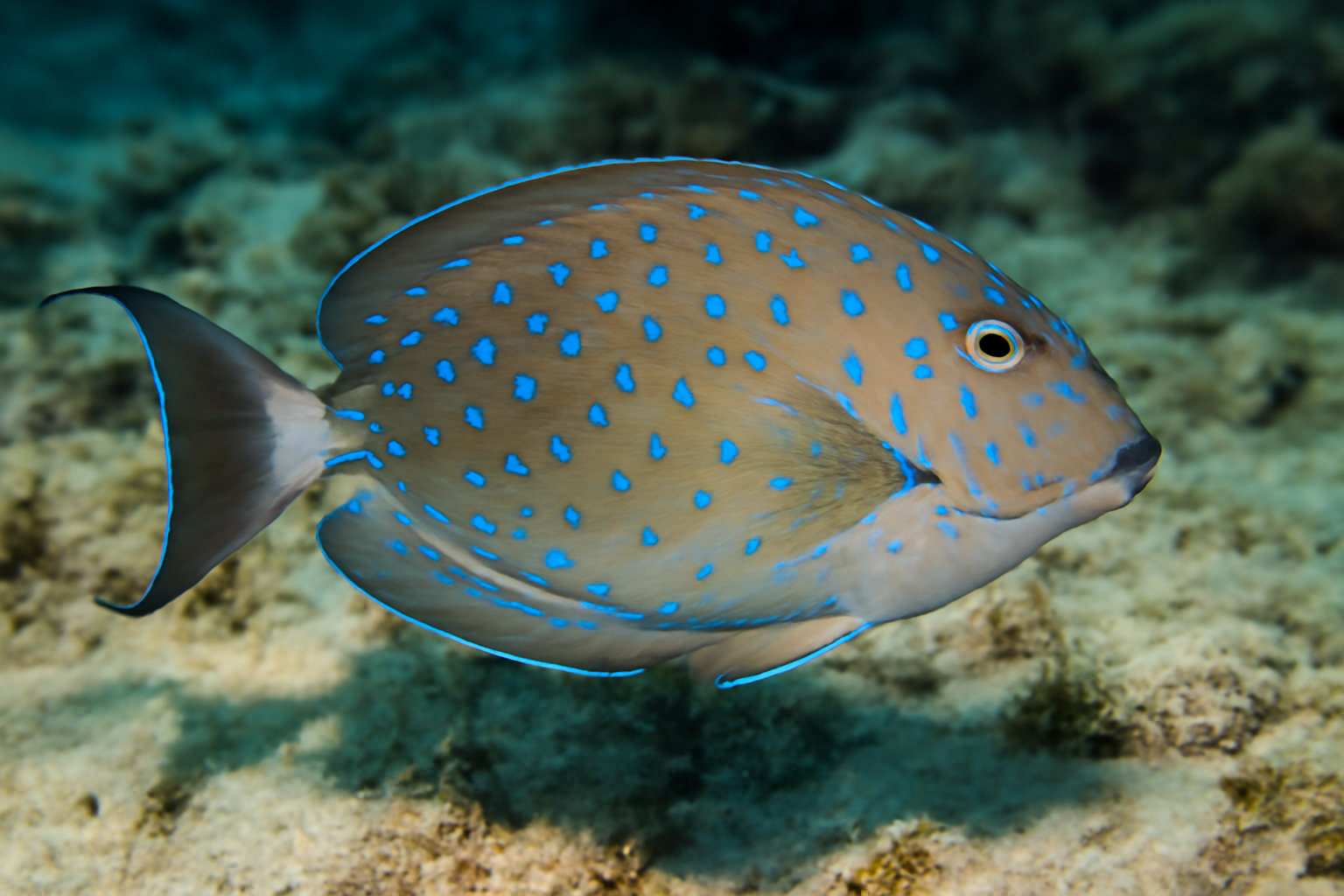 Blue-spotted Sawtail