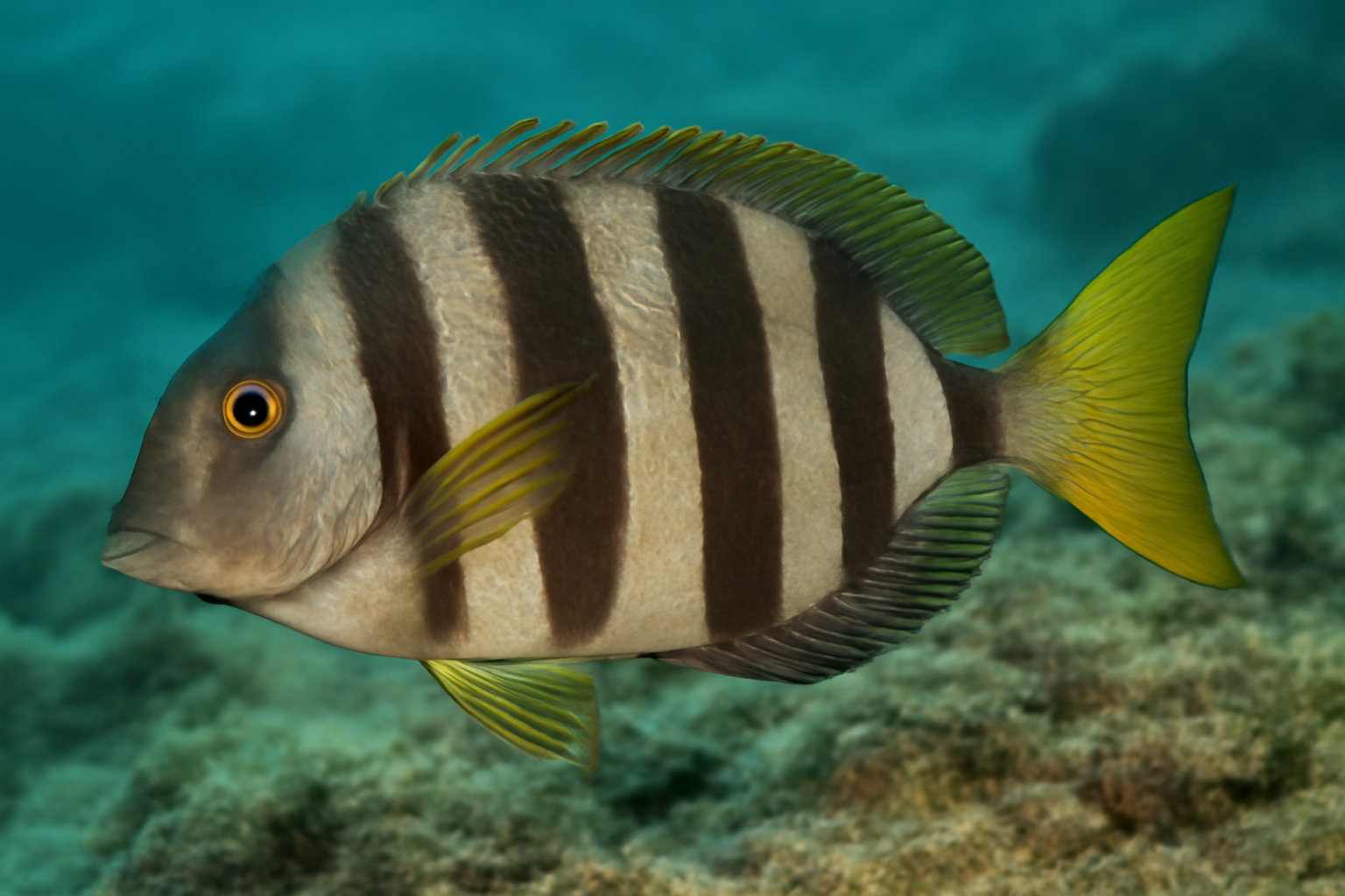 Banded Sawtail