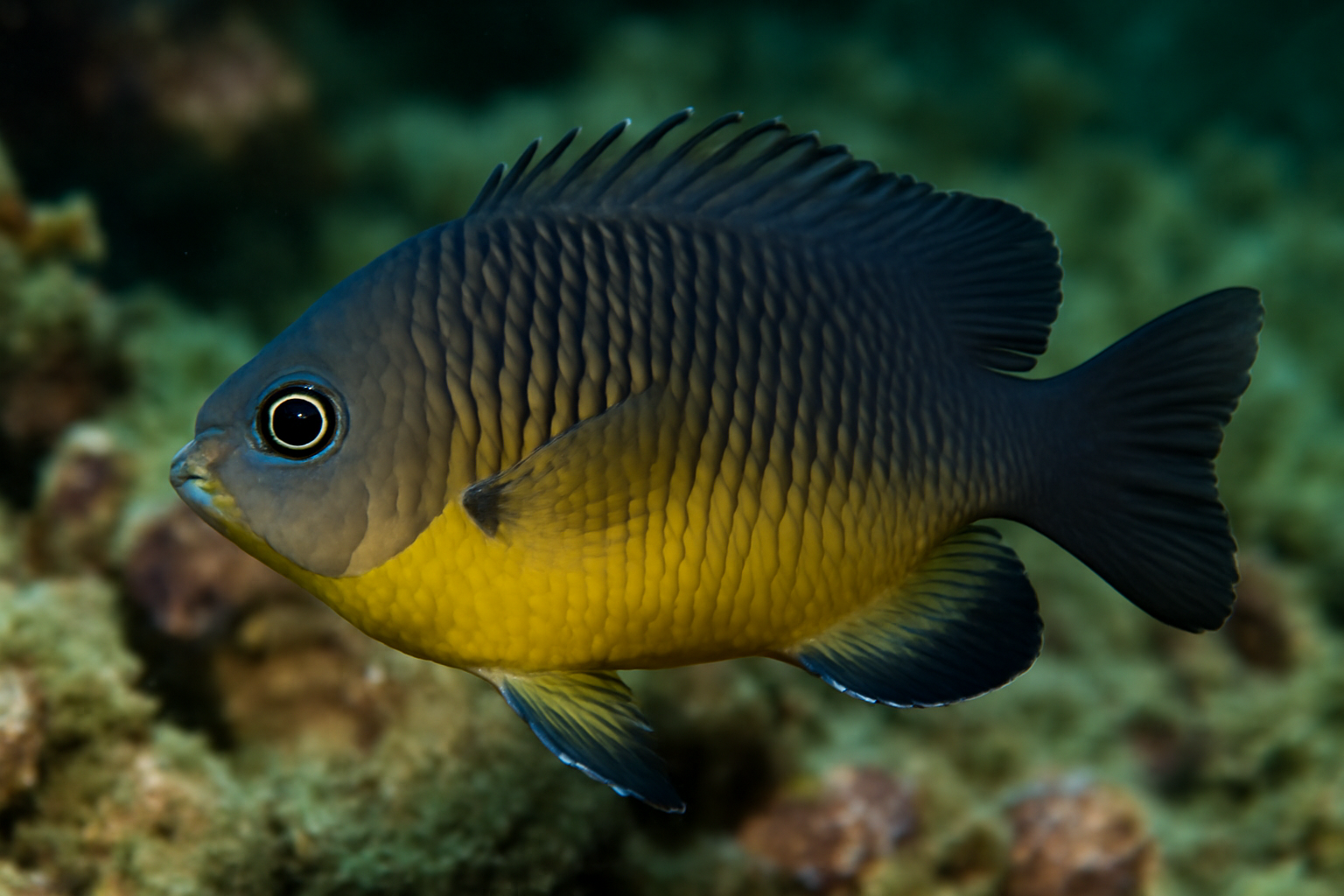 Brazilian Damselfish