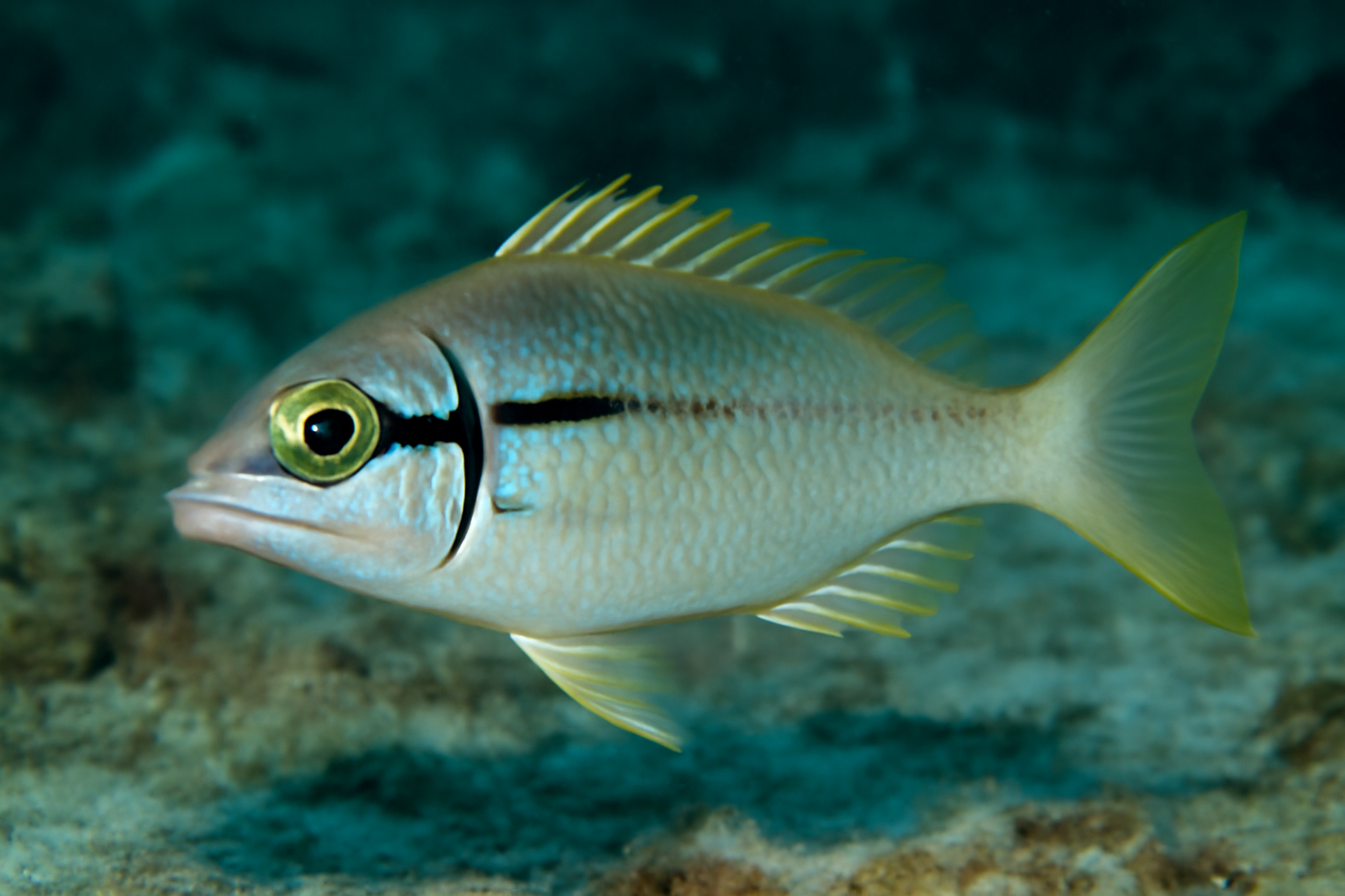 Bridled monocle bream