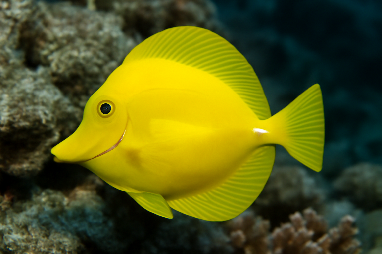 Yellow Tang