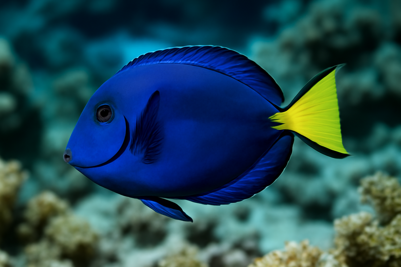 Blue Tang