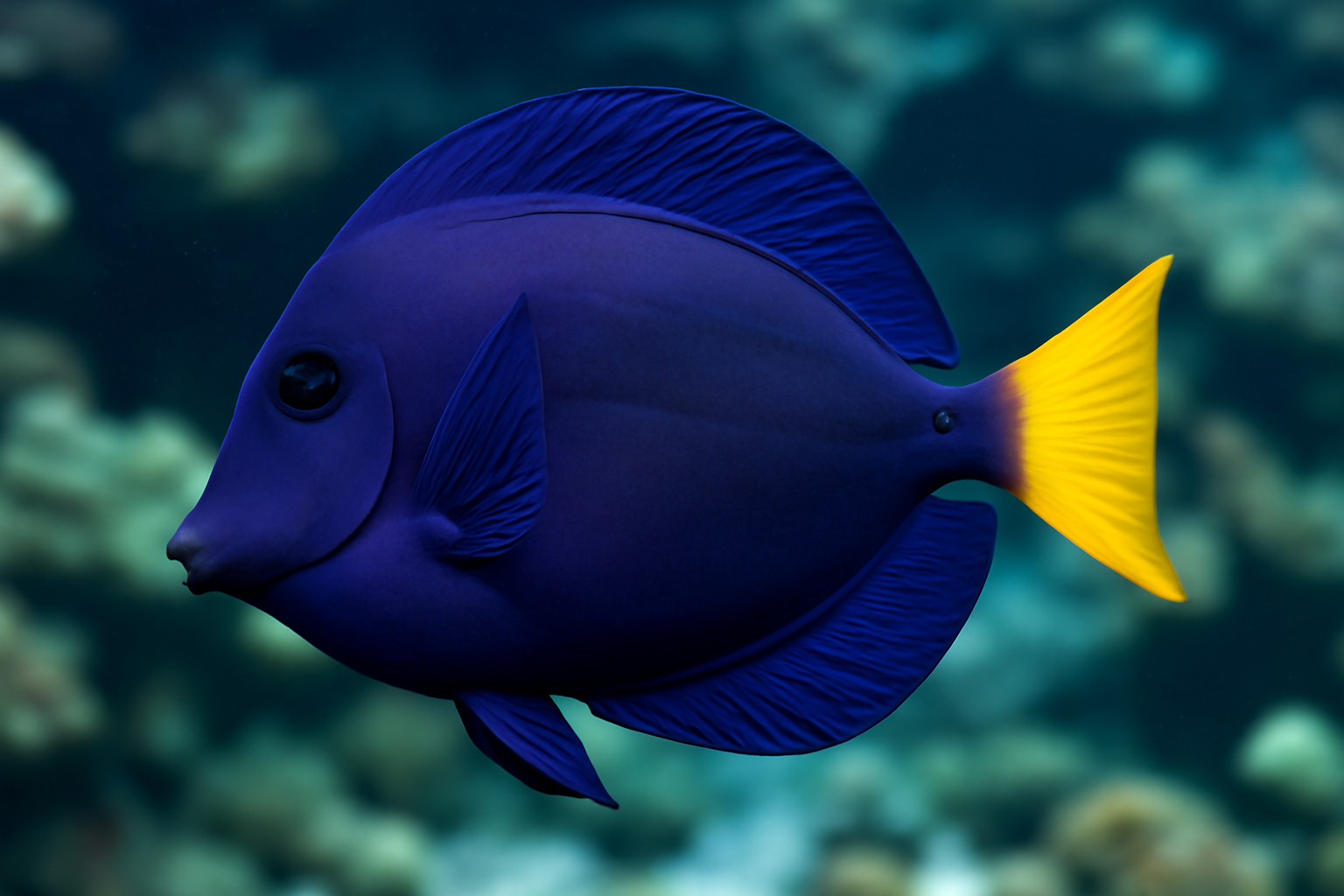 Purple Tang