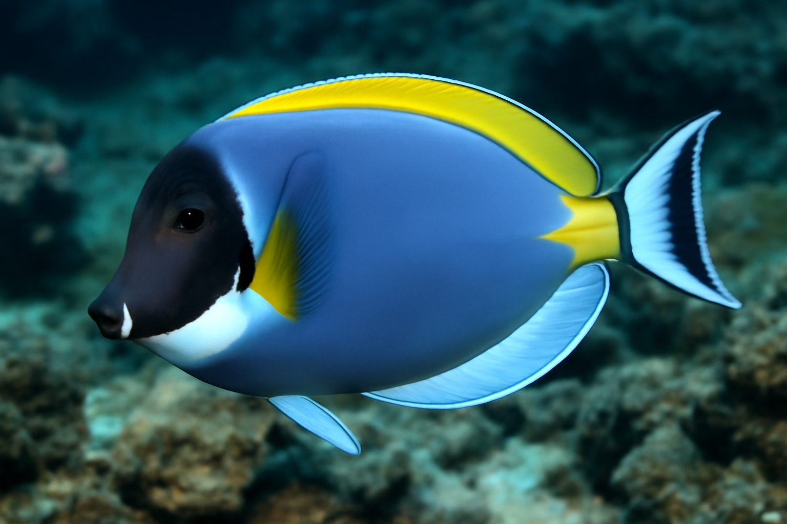 Powder Blue Tang