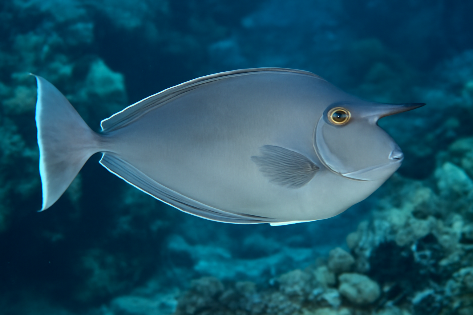 Whitemargin Unicornfish