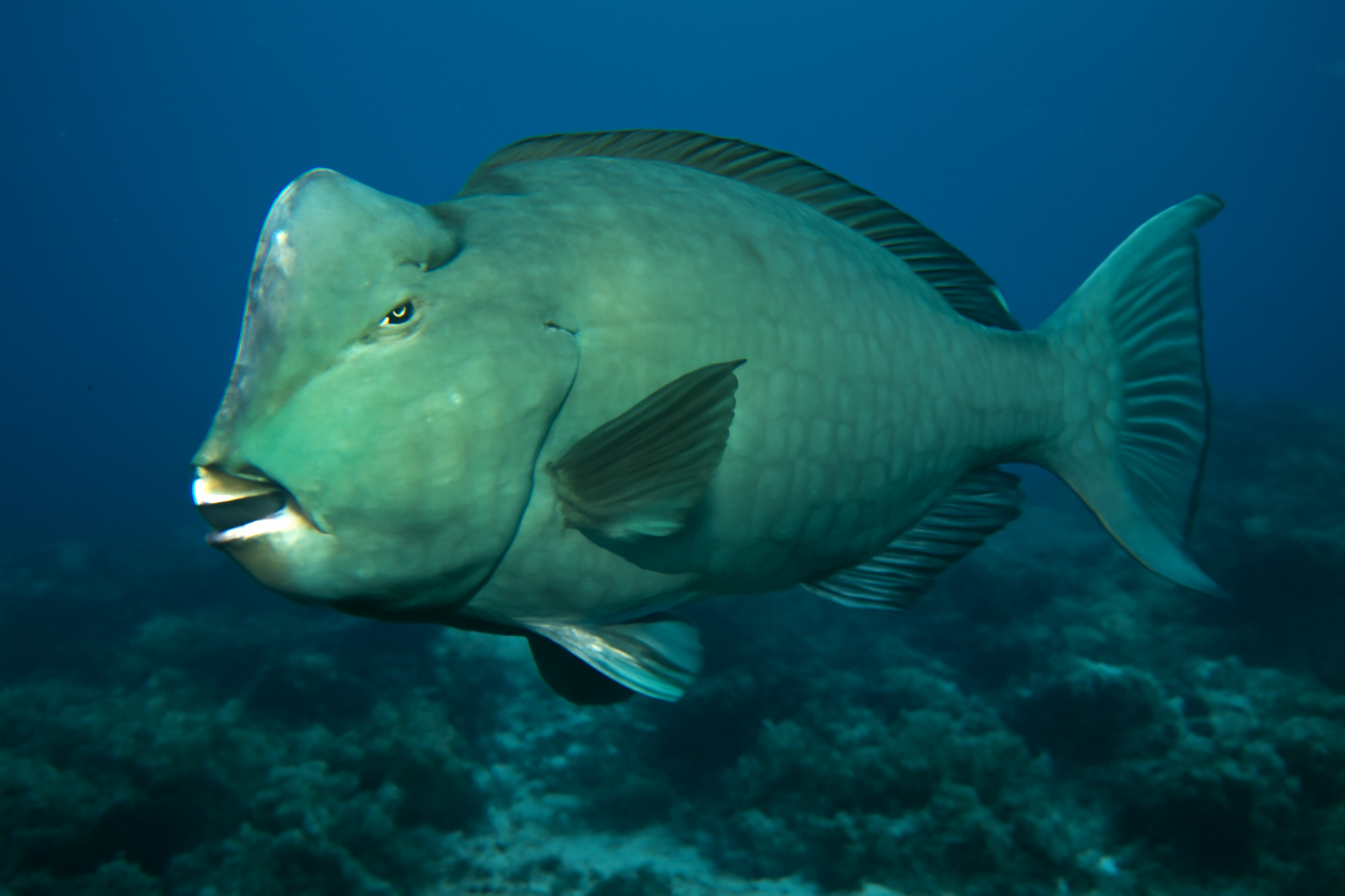 Green Humphead Parrotfish