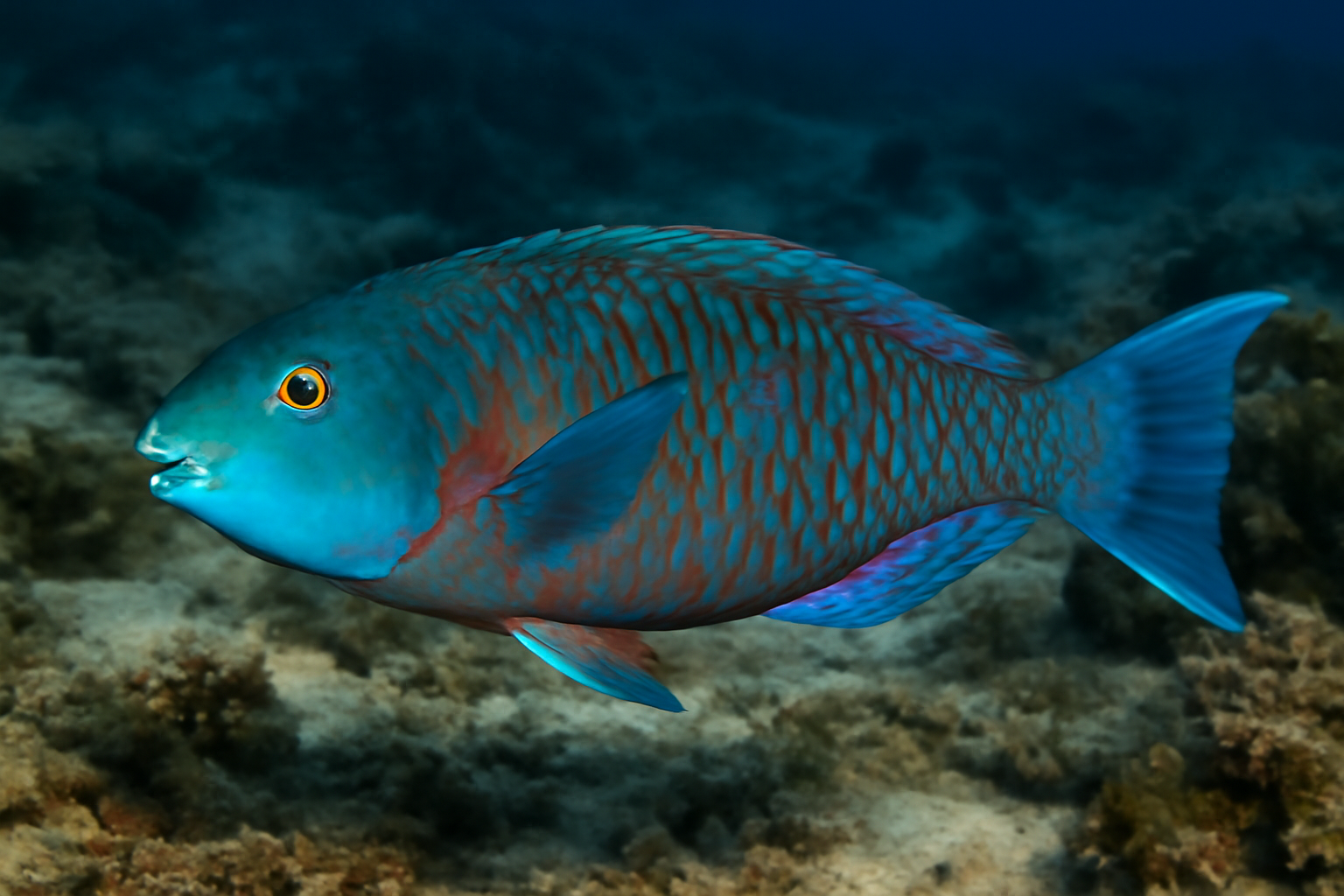 Sandford's Parrotfish