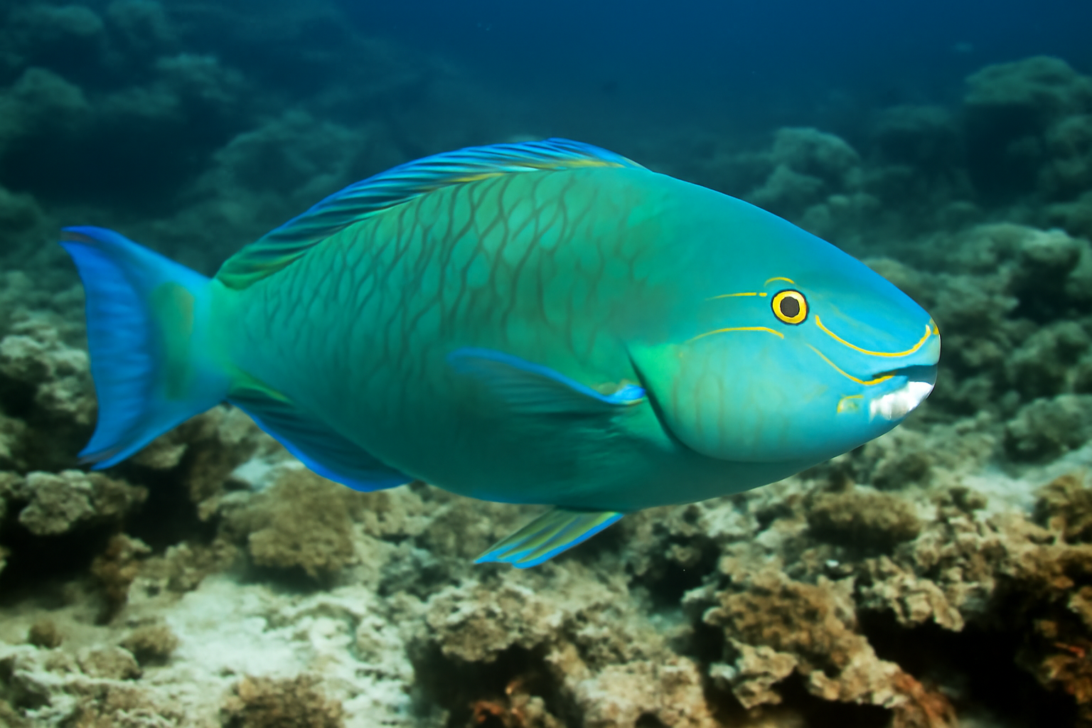 Viridescent Parrotfish