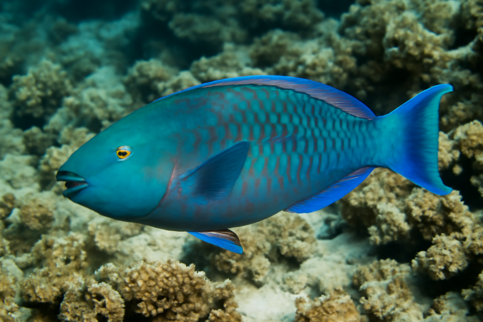 Arabian Parrotfish