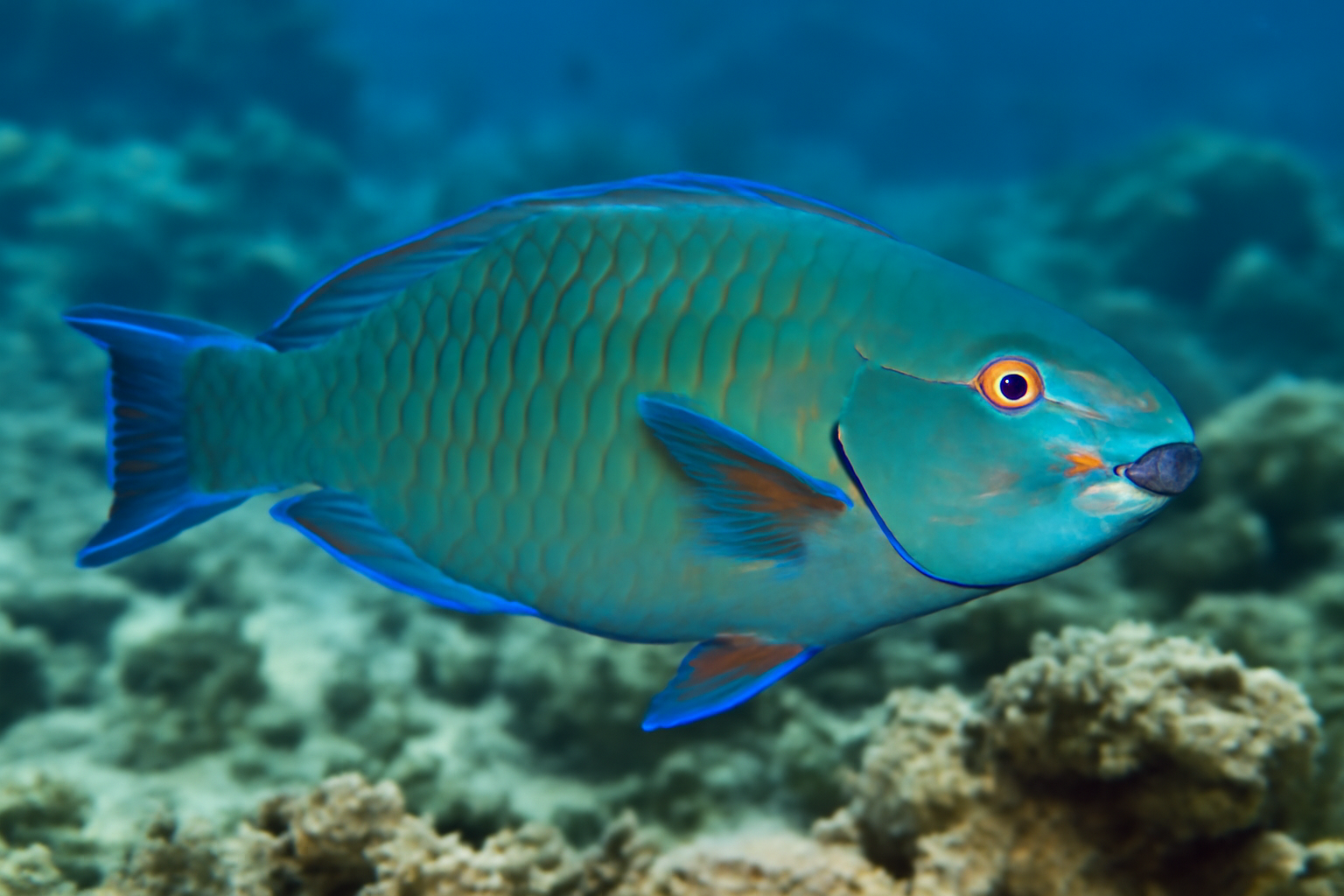 Spectacled Parrotfish