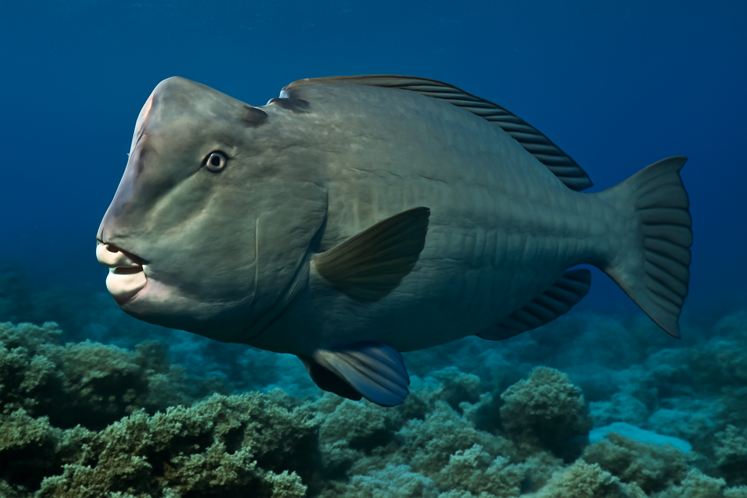 Bumphead Parrotfish