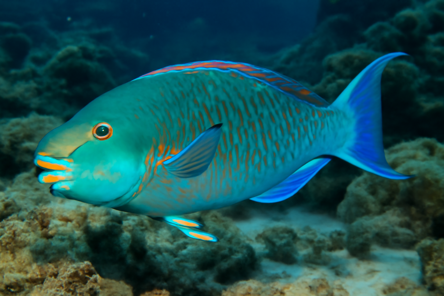 Queen Parrotfish