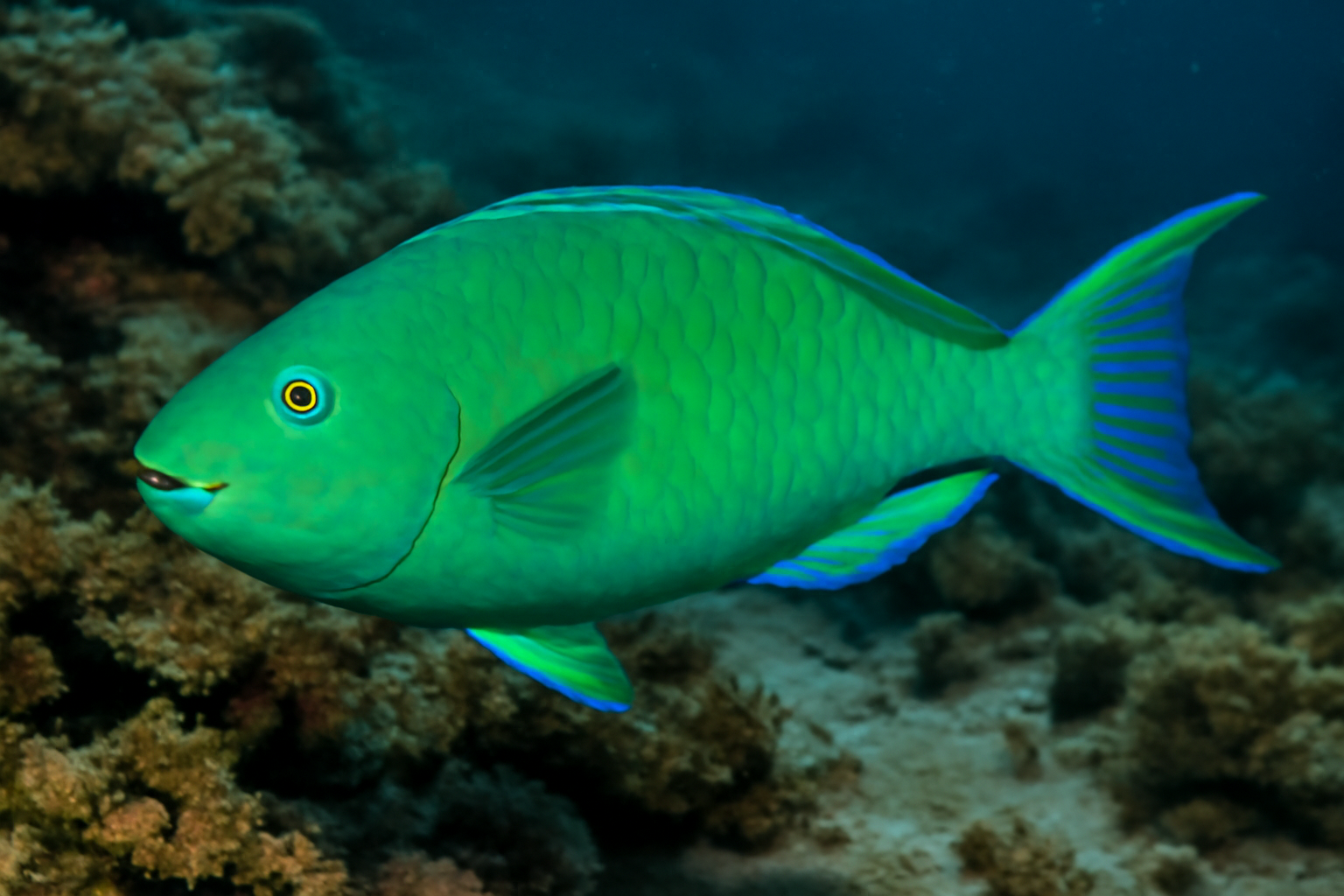 Emerald Parrotfish