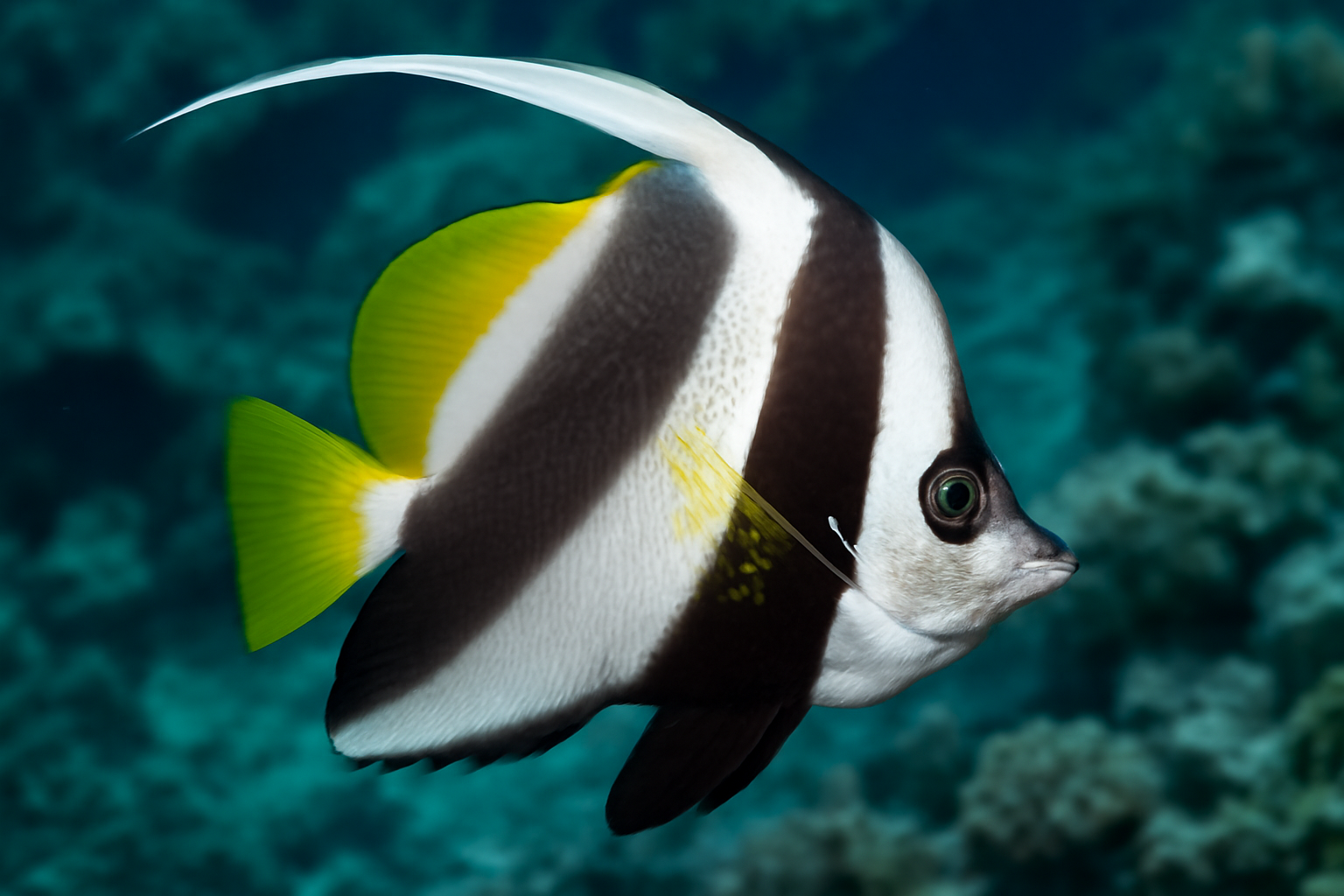 Schooling Bannerfish