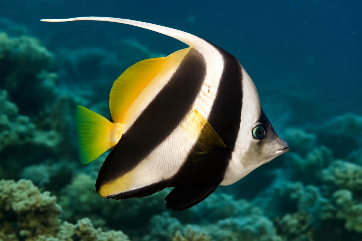 Pennant Coralfish