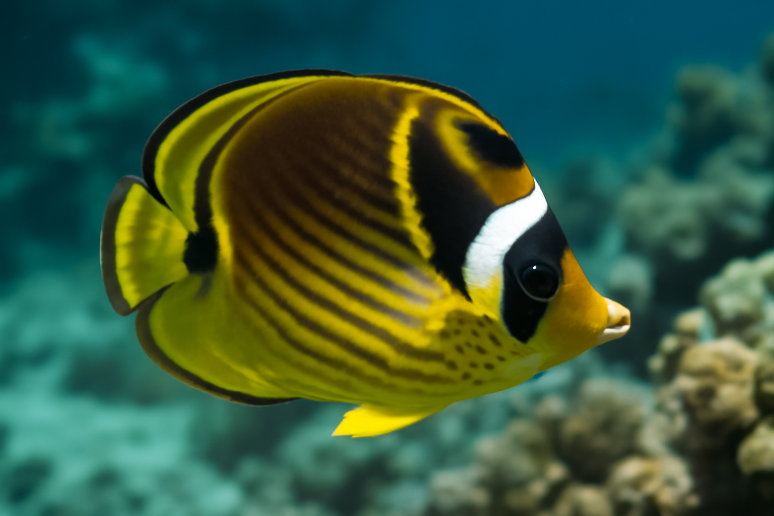 Raccoon Butterflyfish