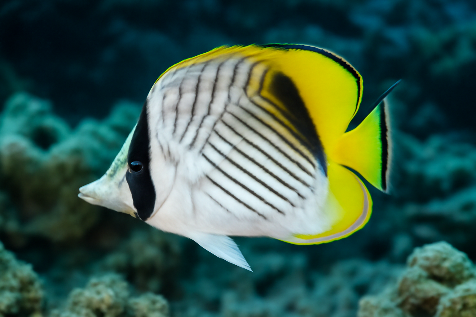 Threadfin Butterflyfish