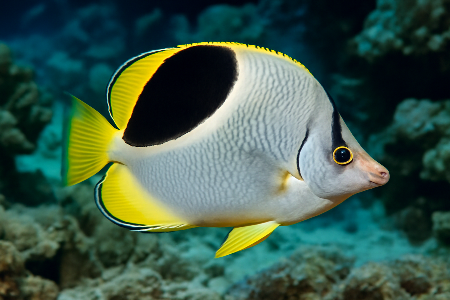 Saddleback Butterflyfish