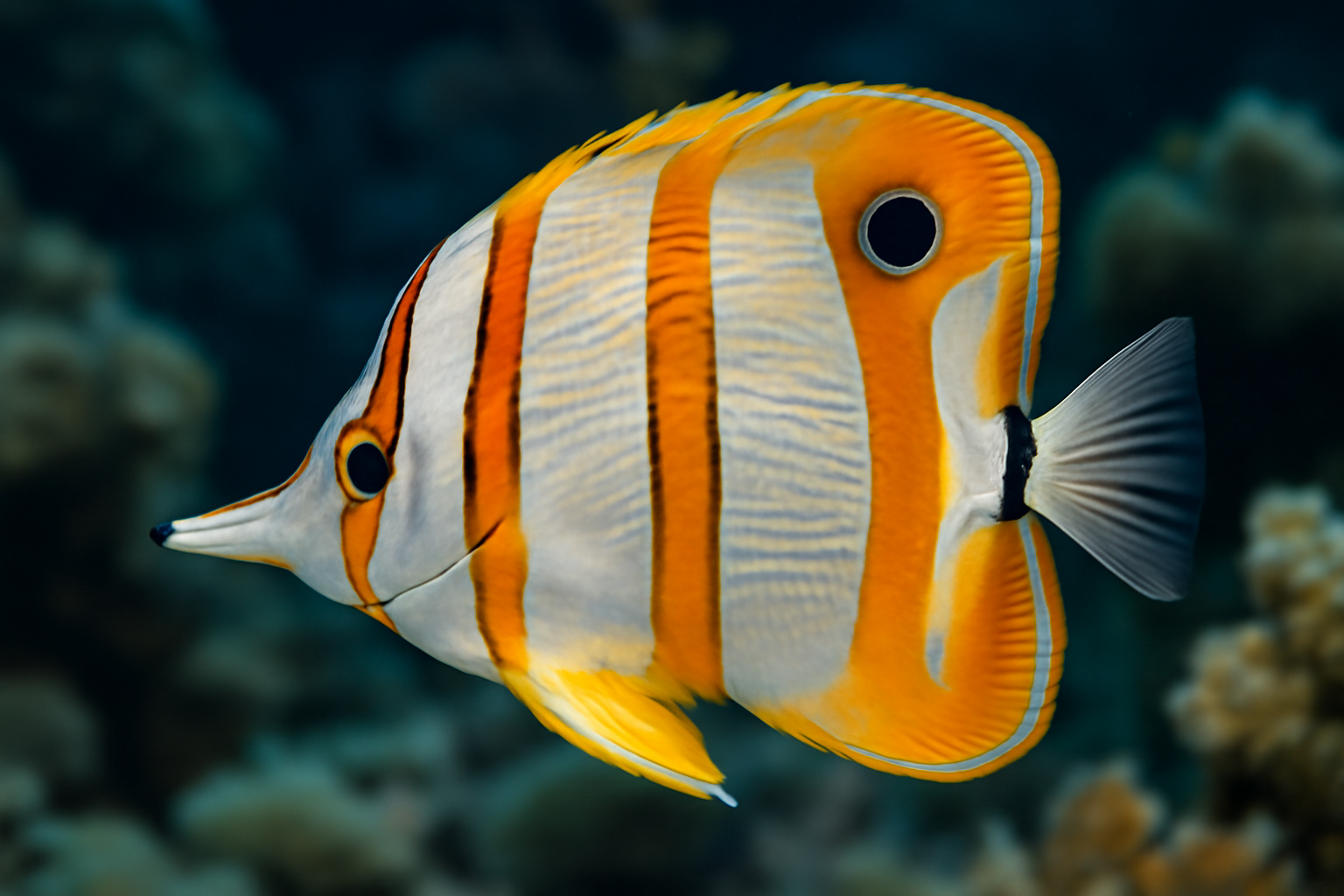 Copperband Butterflyfish