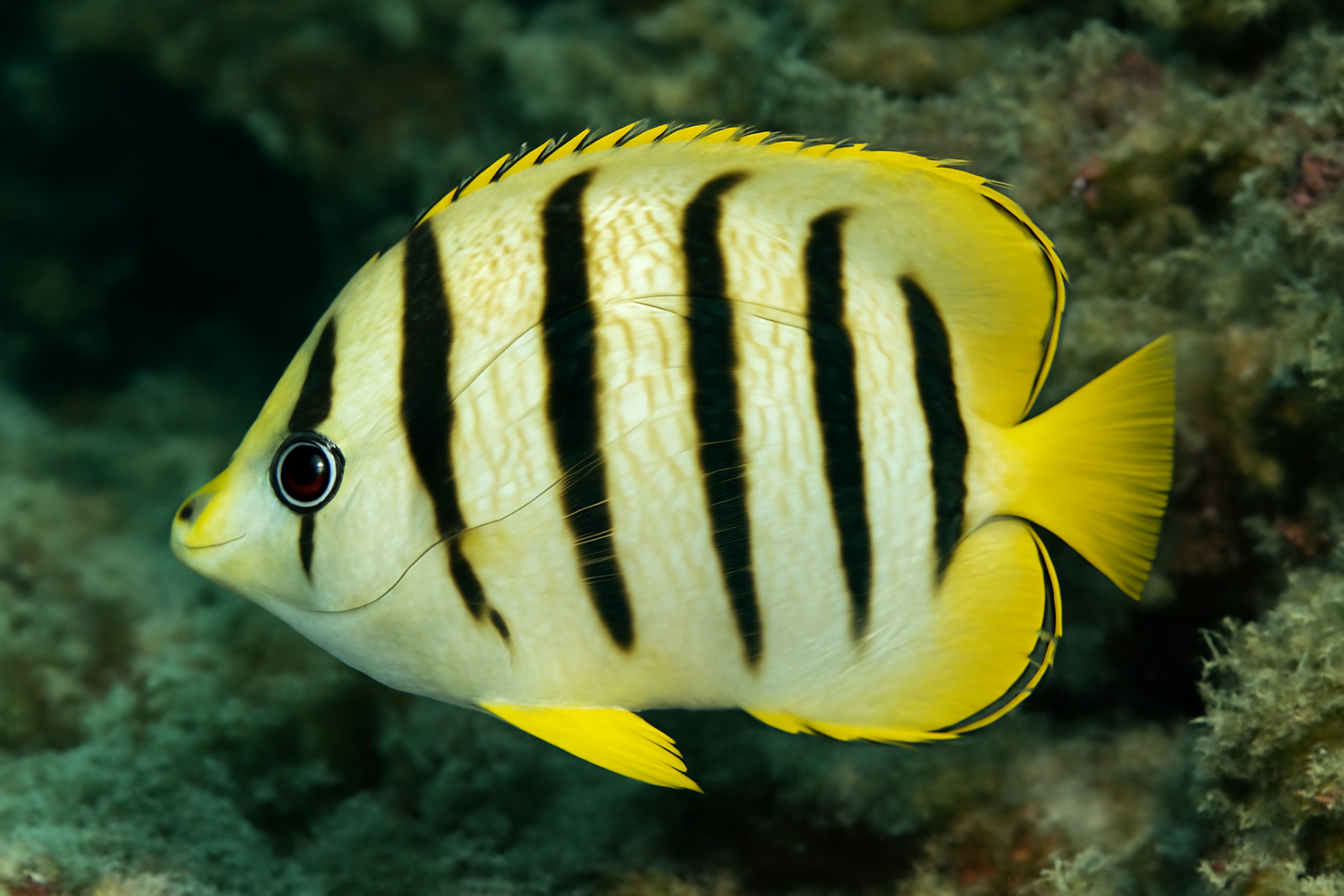 Eightband Butterflyfish