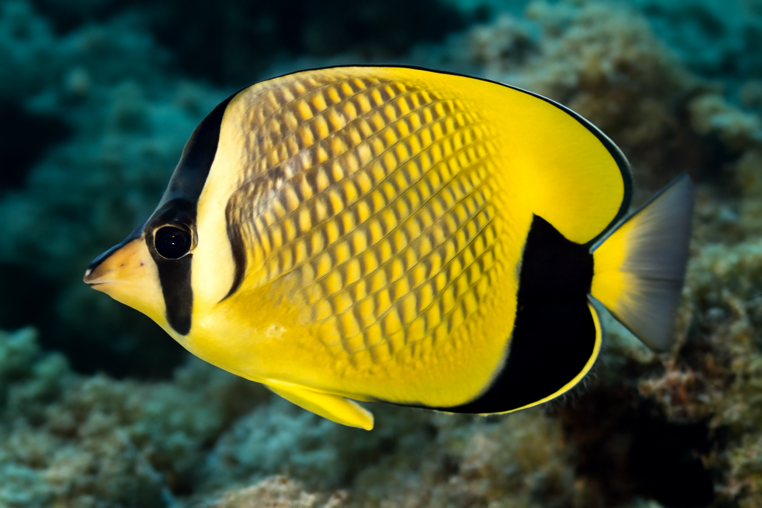 Merten's Butterflyfish