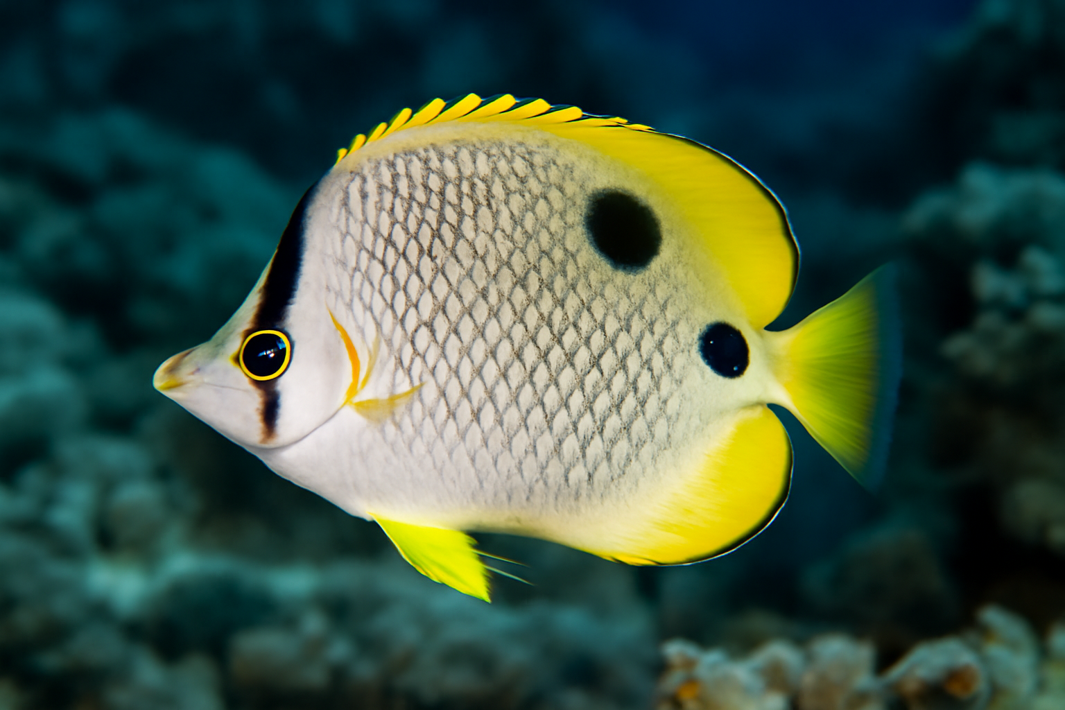 Fourspot Butterflyfish