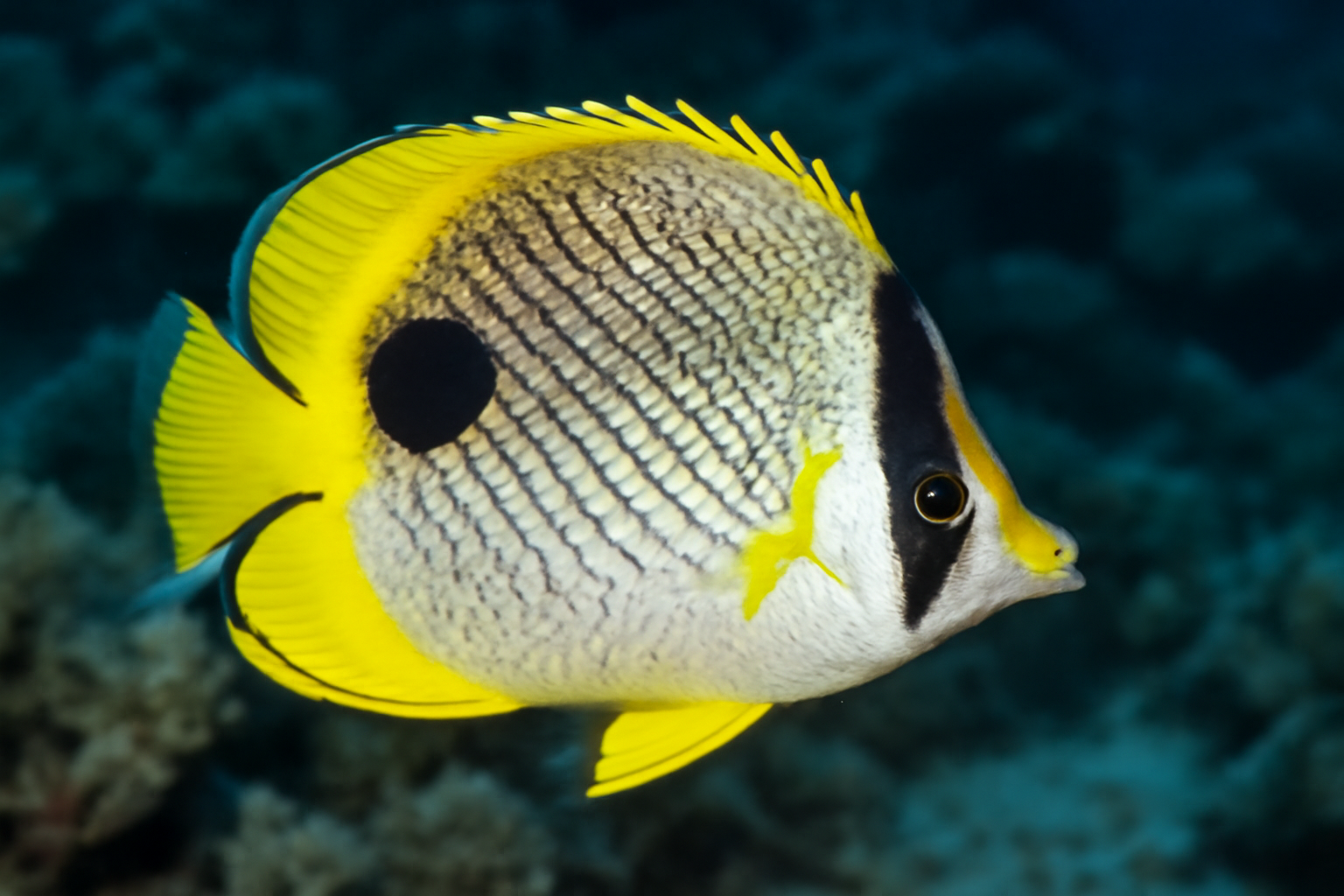 Australian Butterflyfish