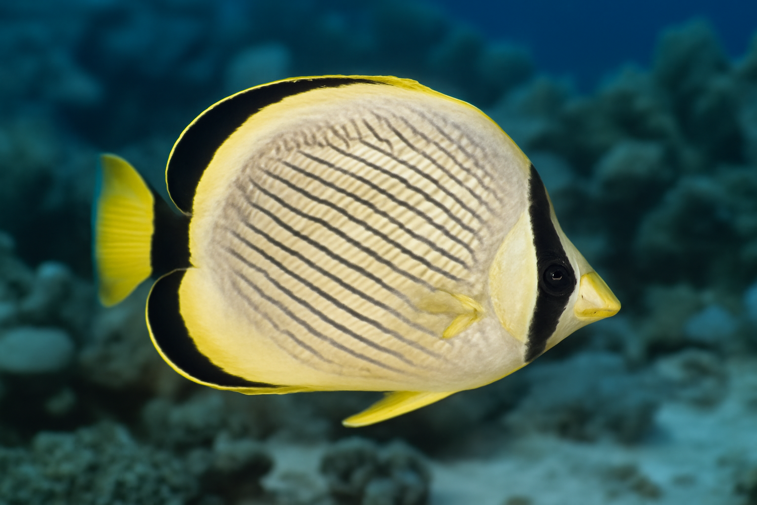 Margined Butterflyfish
