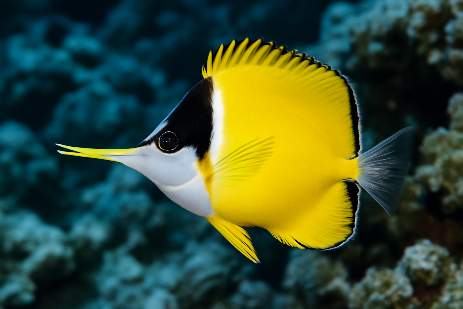 Longnose Butterflyfish