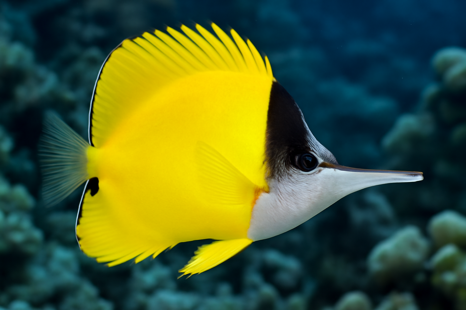 Yellow Longnose Butterflyfish