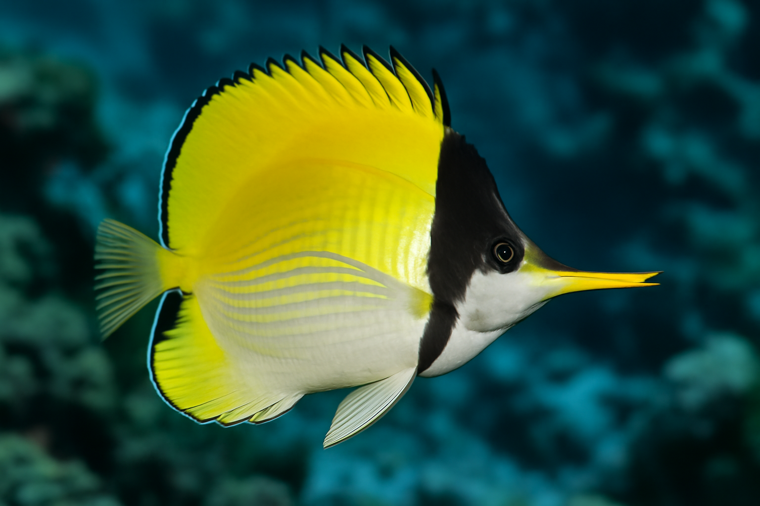 Big Longnose Butterflyfish