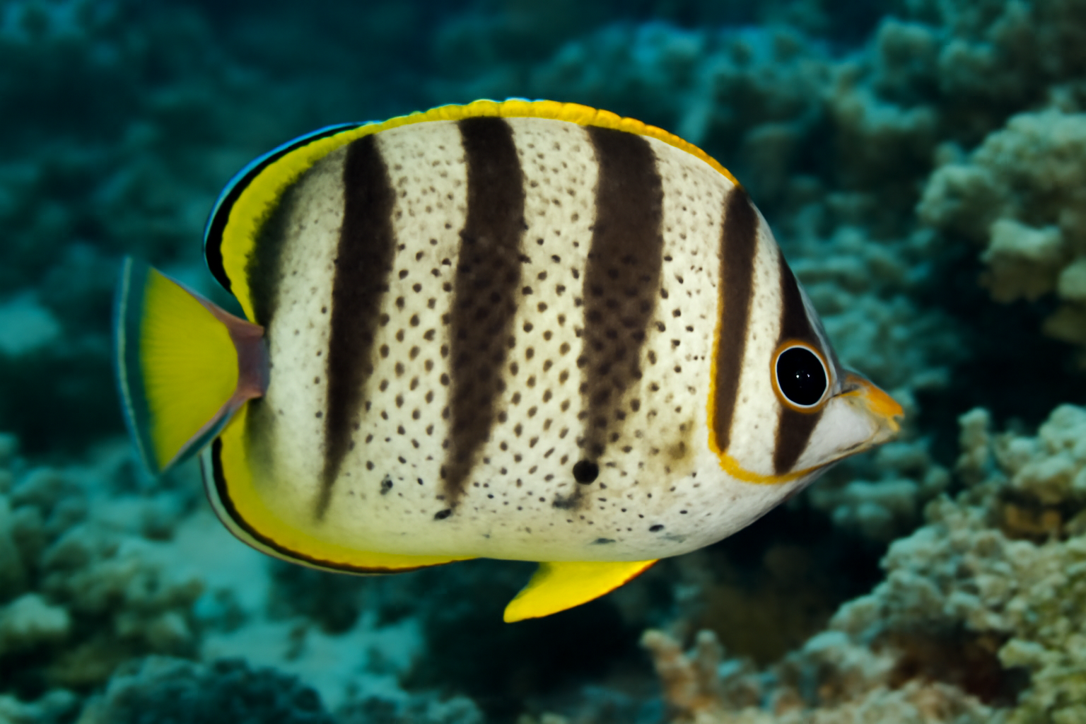 Spot Banded Butterflyfish