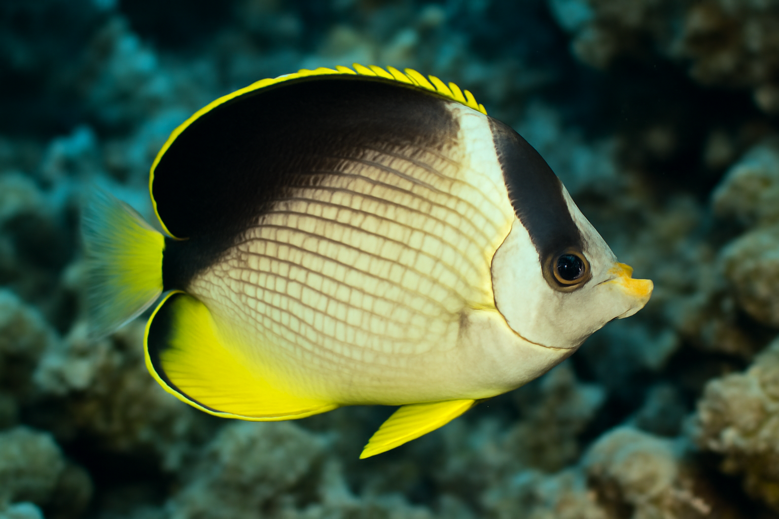 Blackback Butterflyfish