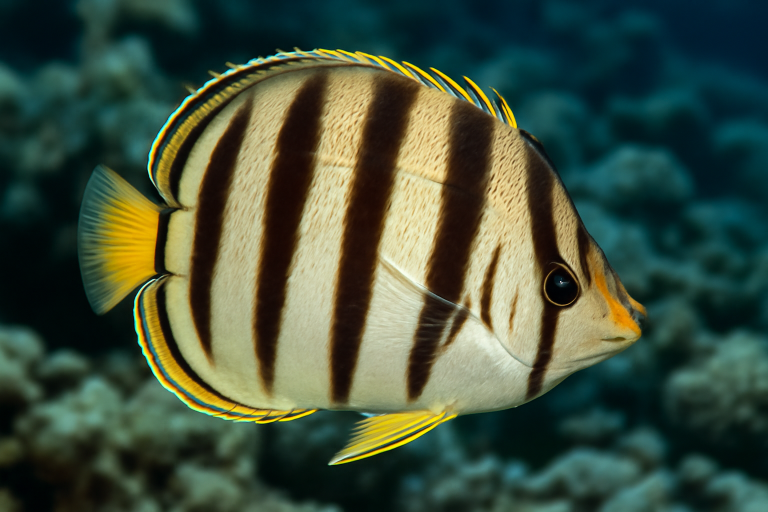 Multi-Banded Butterflyfish