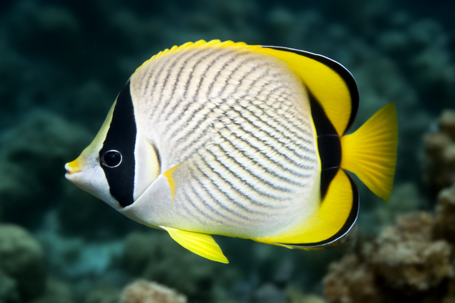 Crescent-Masked Butterflyfish