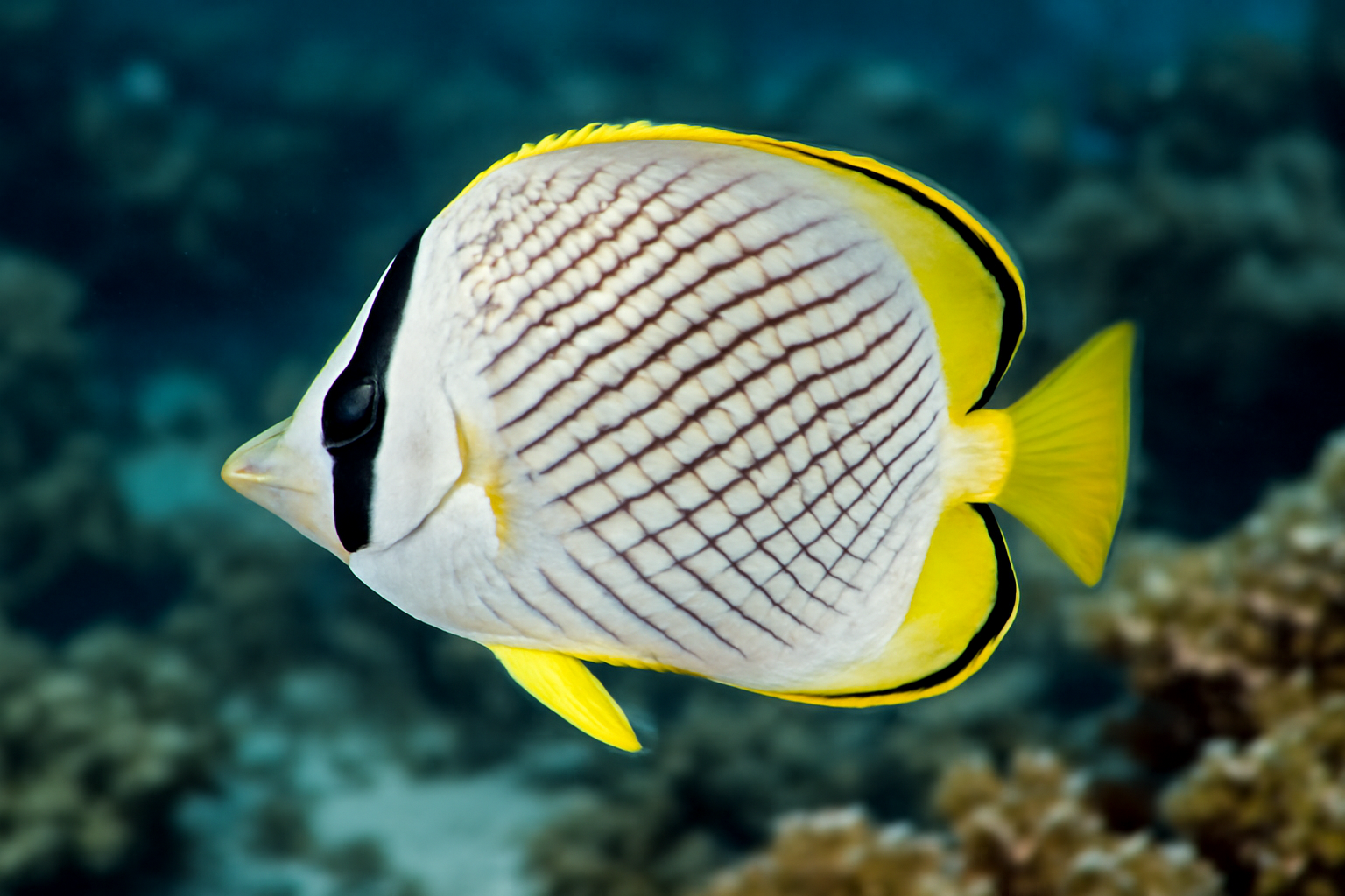 Lined Butterflyfish
