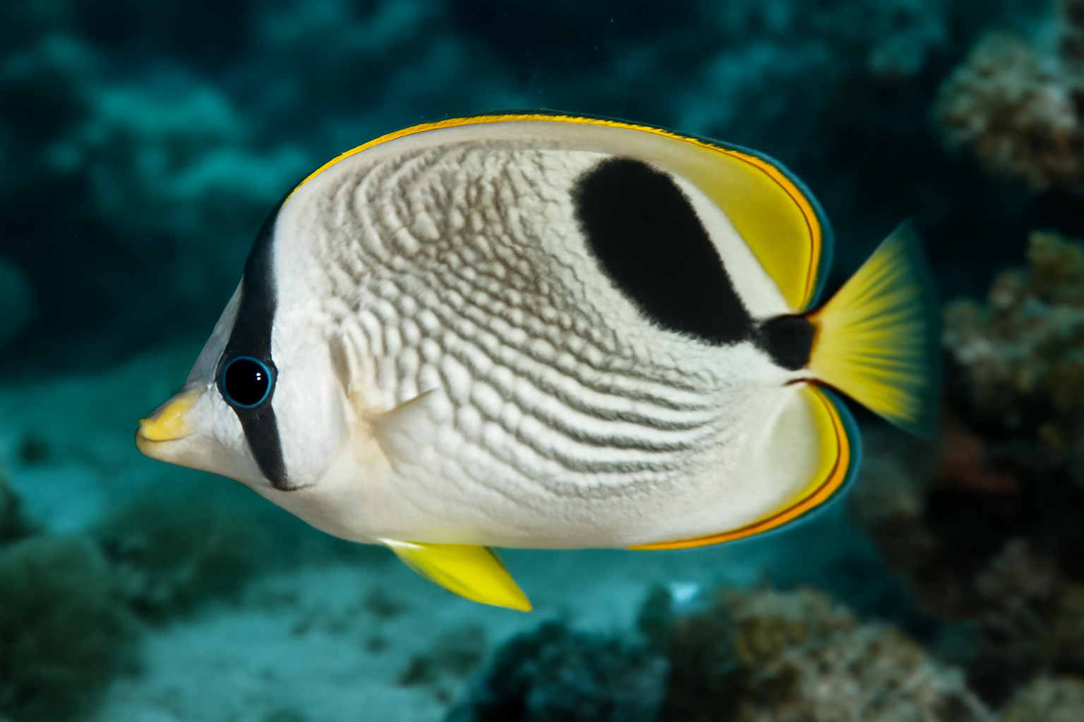 Double-Saddle Butterflyfish