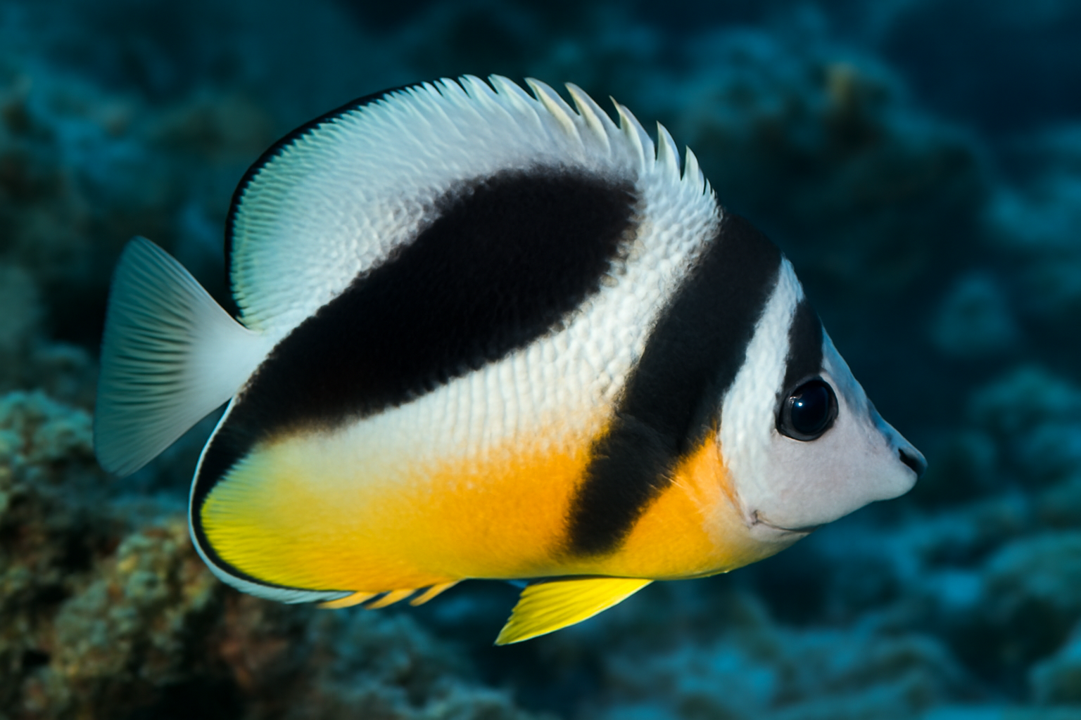 Tinker's Butterflyfish
