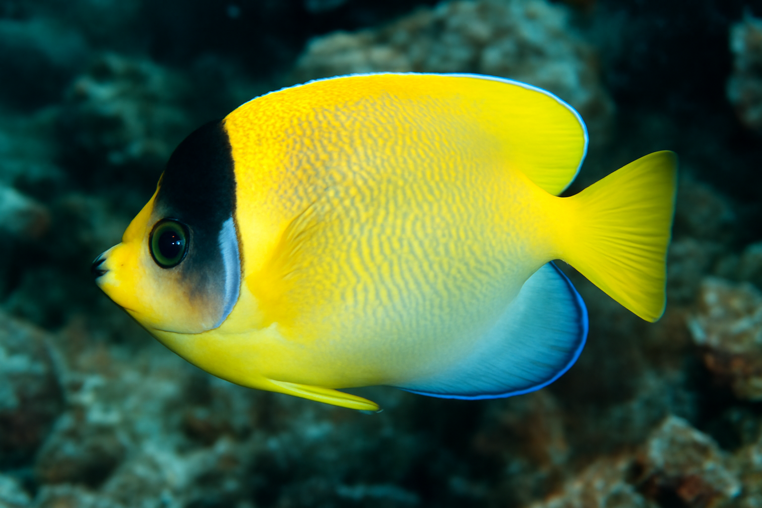 Flagfin angelfish