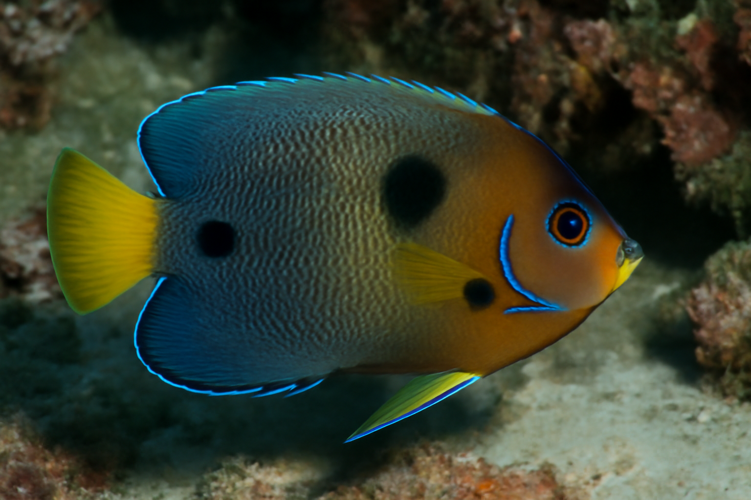 Three-spot angelfish