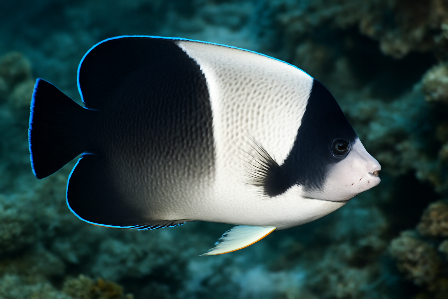 Griffis's angelfish