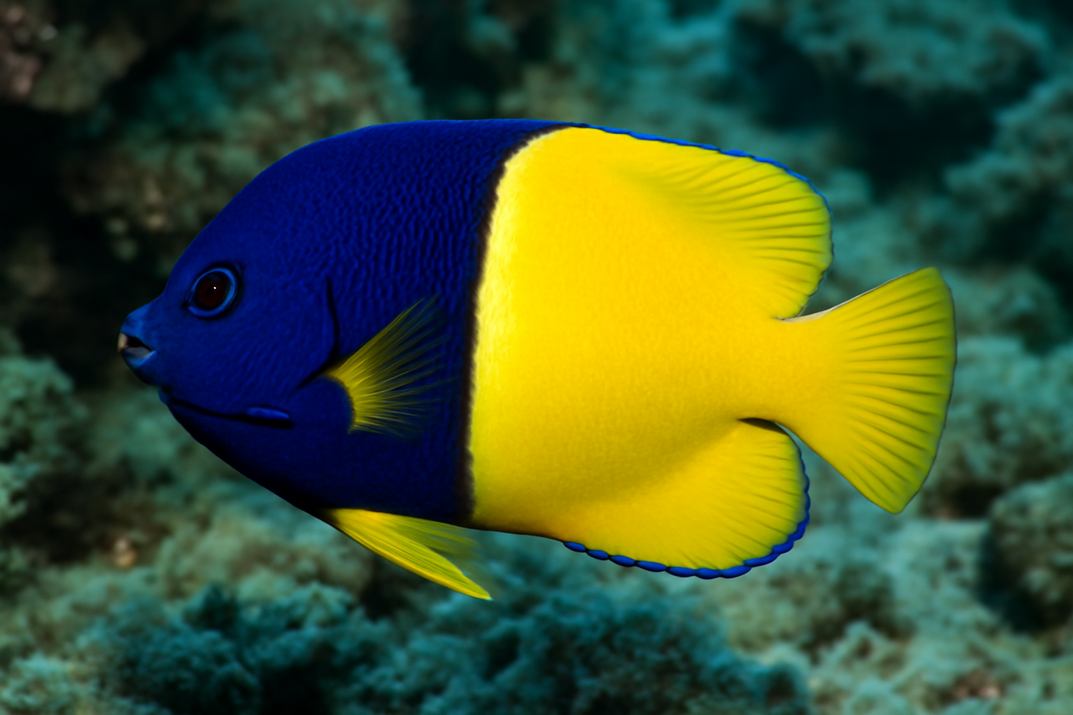 Bicolor Angelfish