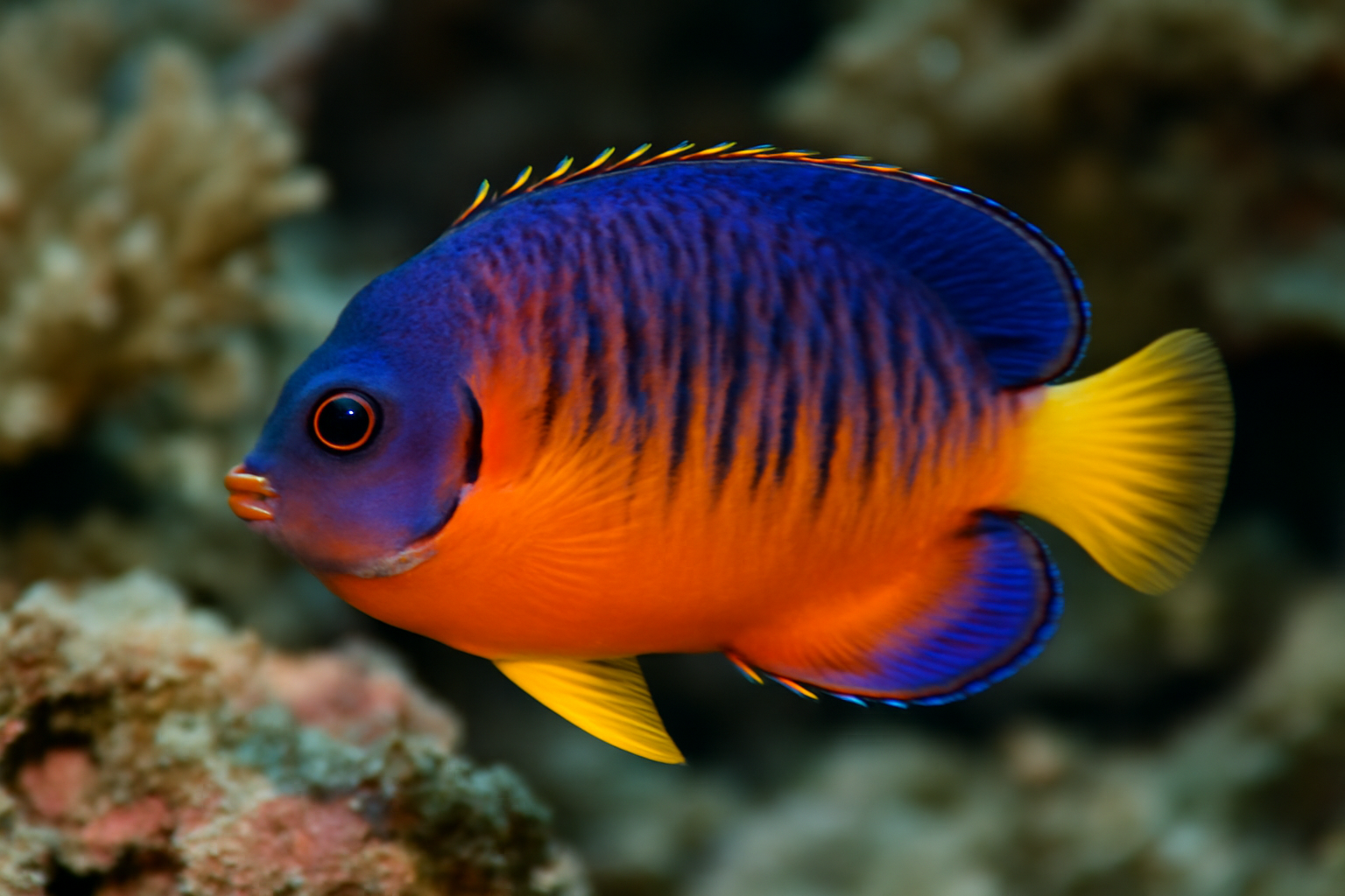 Coral Beauty Angelfish