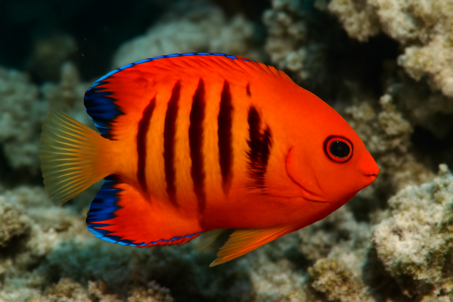 Flame Angelfish