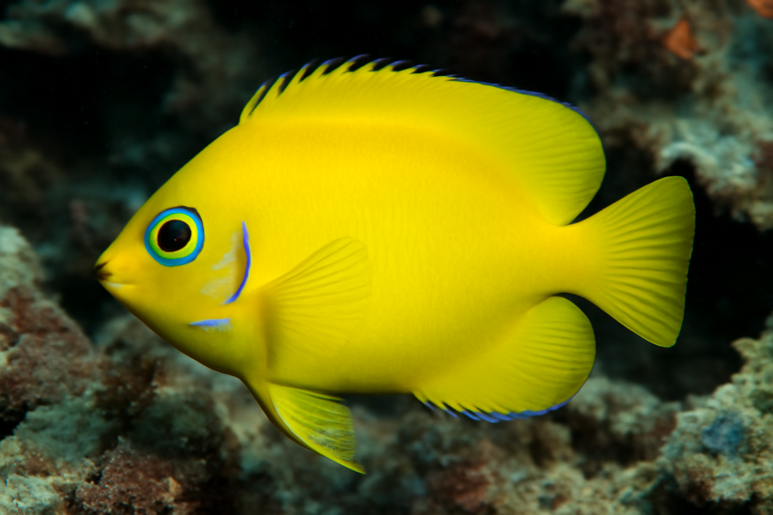 Lemonpeel Angelfish