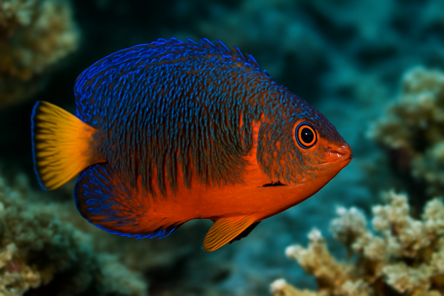 Potter's Angelfish
