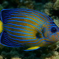 Blue-lined angelfish