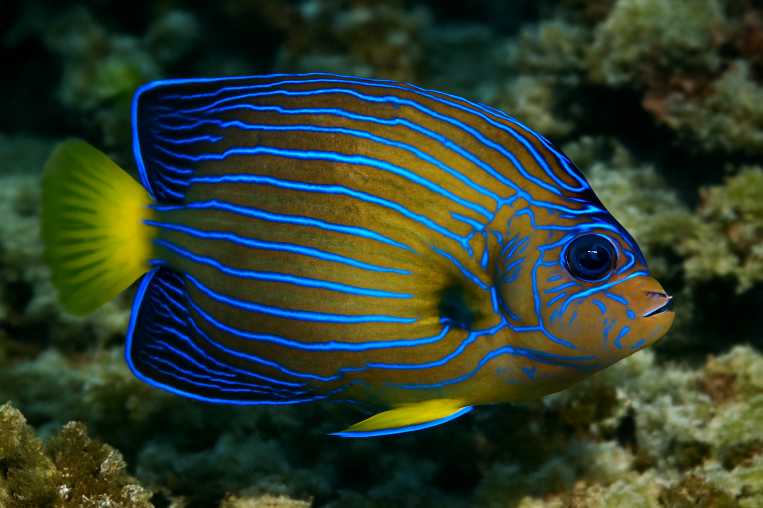 Blue-lined angelfish