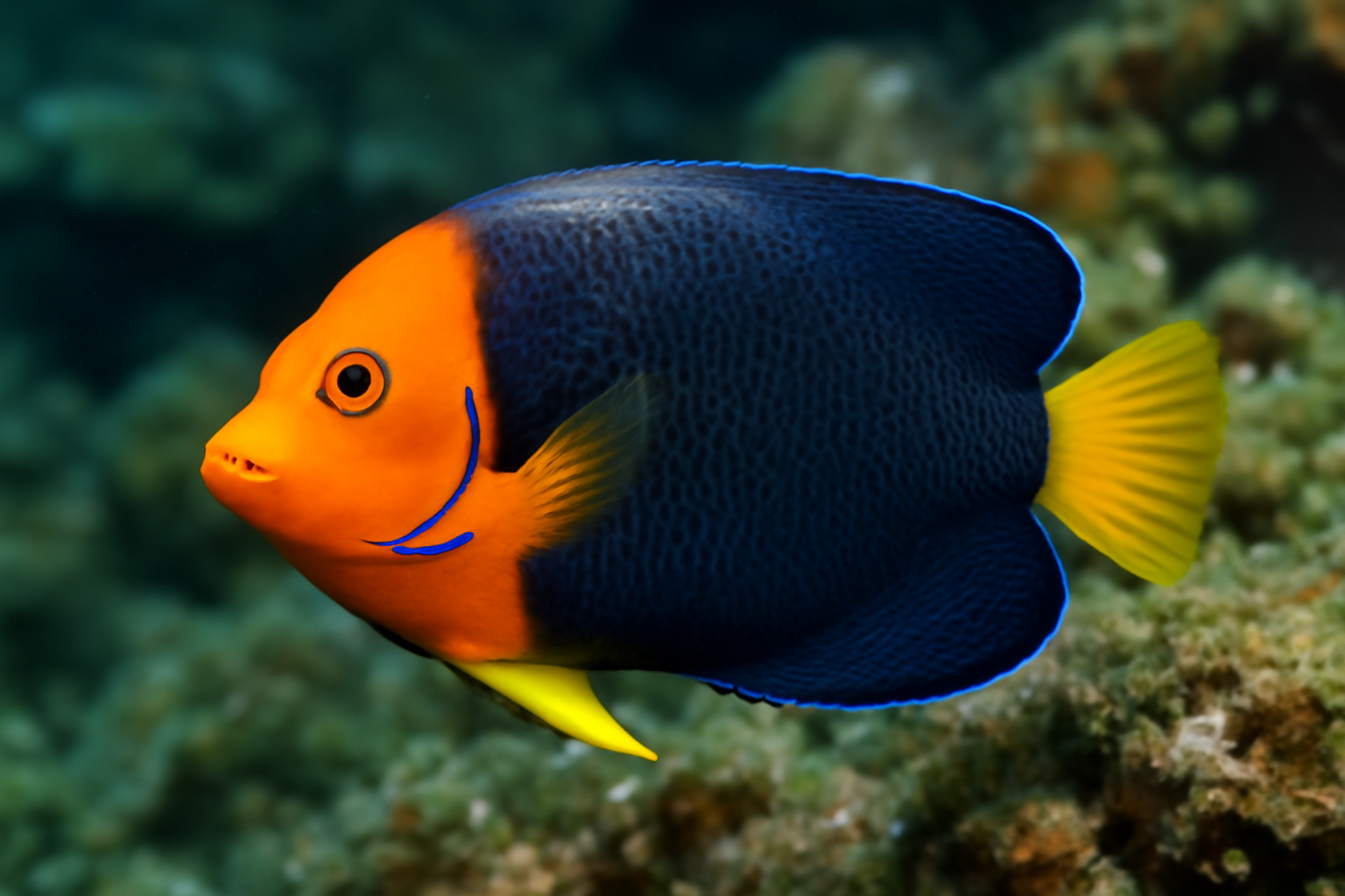 Orange-faced angelfish