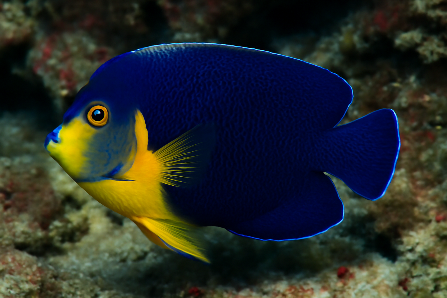 Conspicuous angelfish